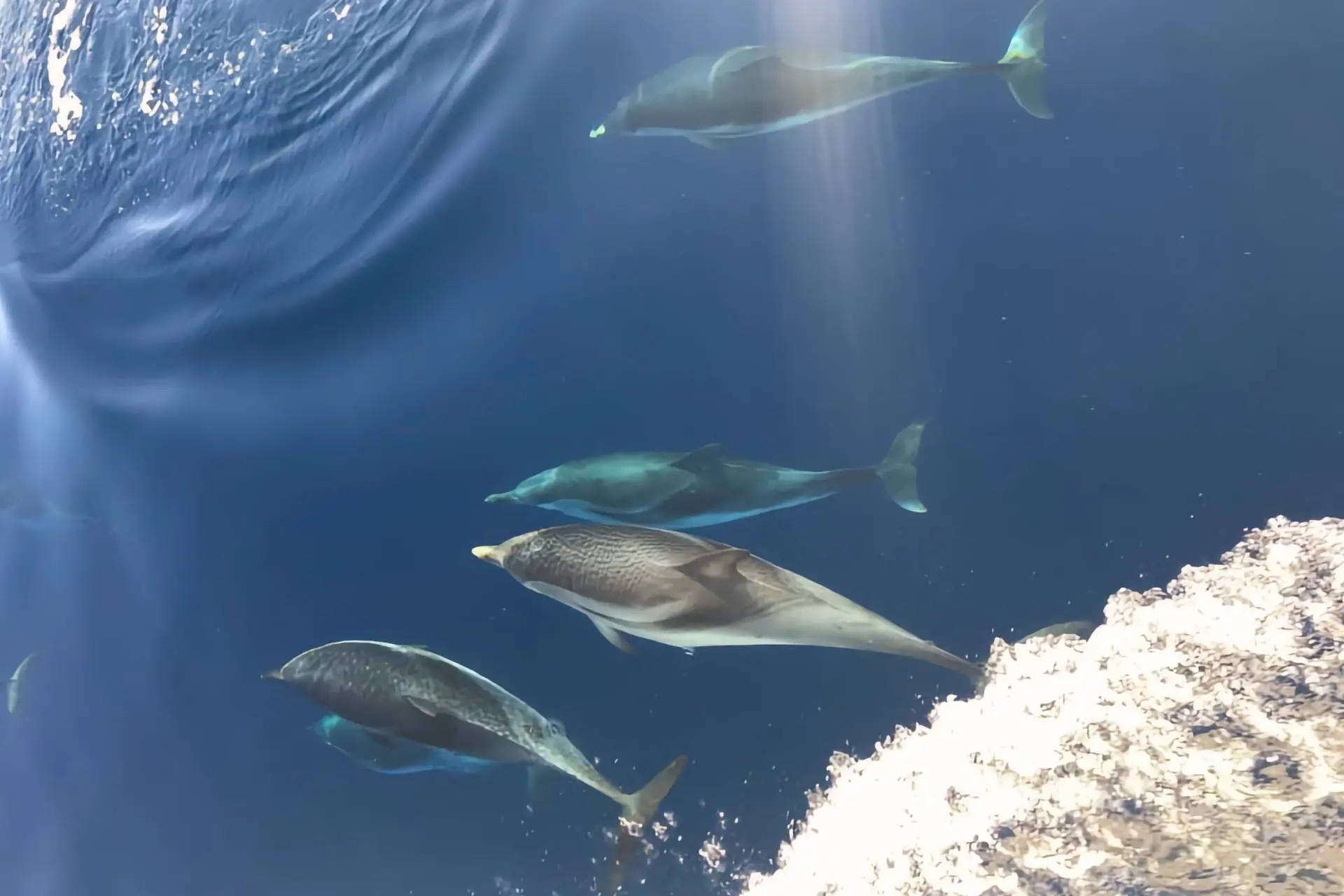 dolphins